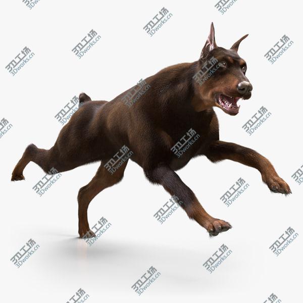 images/goods_img/20210312/3D Doberman with Fur (Rigged) model/1.jpg